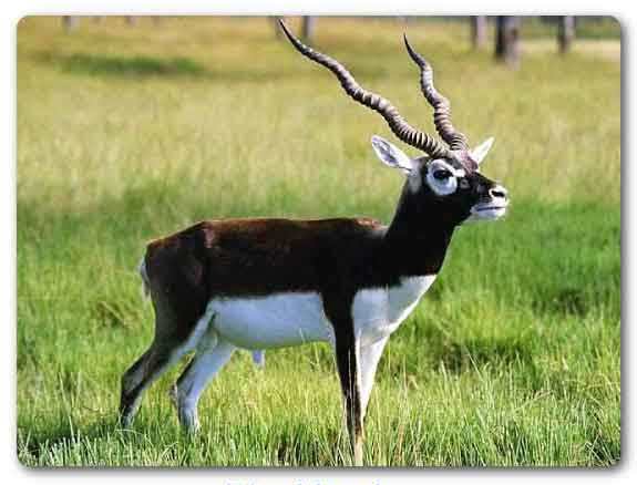  Andhra Pradesh state animal, Blackbuck, Antilope cervicapra